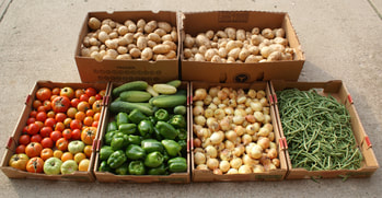Fresh vegetables grown for local food pantry.